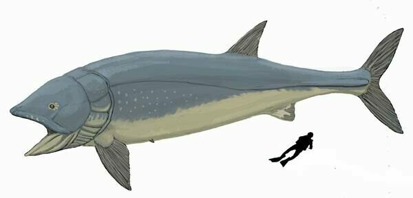 Leedsichthys problematicus was estimate to have grown up to 50 feet in length.